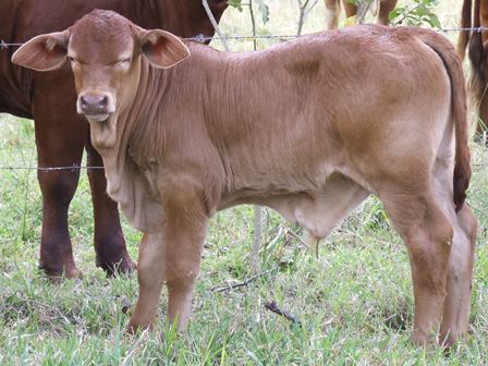 Bryvonlea Calf